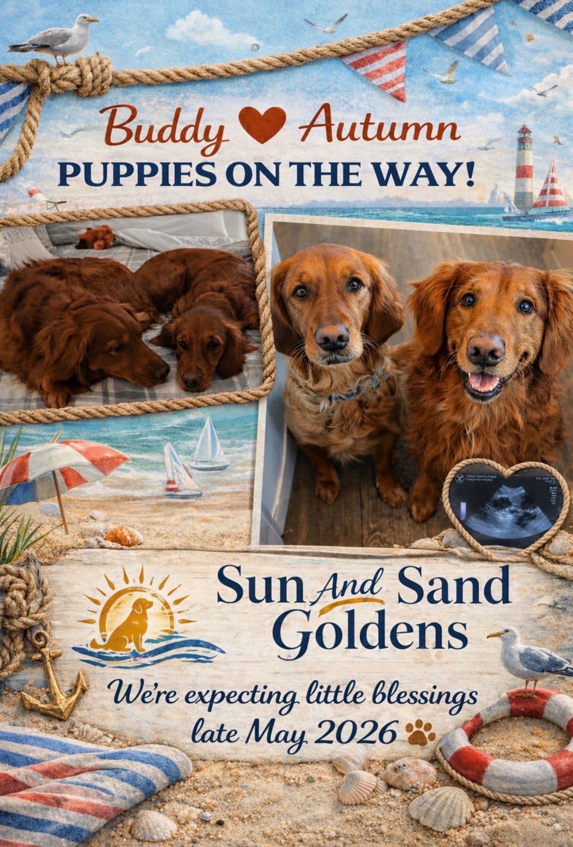 Deep Red - Golden Retriever Puppies breeder image 2