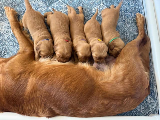 Deep Red - Golden Retriever Puppies media 5