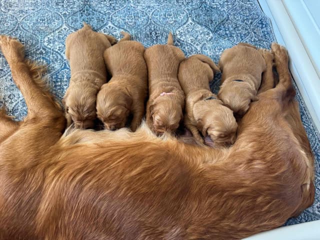 Deep Red - Golden Retriever Puppies media 6