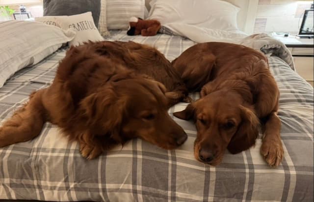 Deep Red - Golden Retriever Puppies media 2