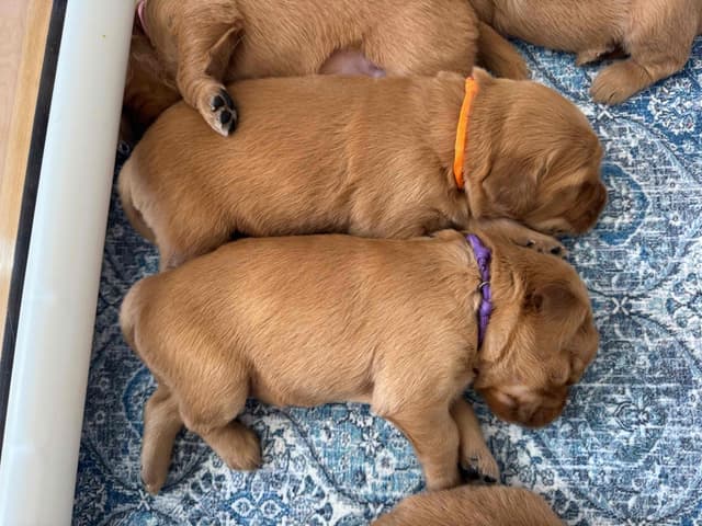 Deep Red - Golden Retriever Puppies media 7