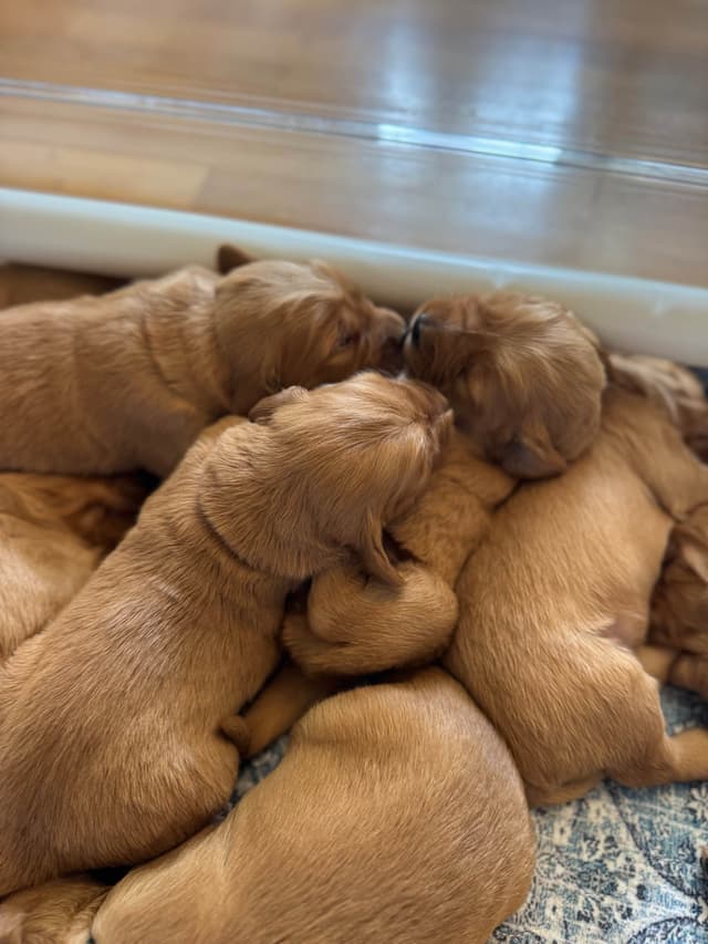 Deep Red - Golden Retriever Puppies media 9