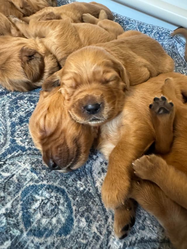 Deep Red - Golden Retriever Puppies media 8