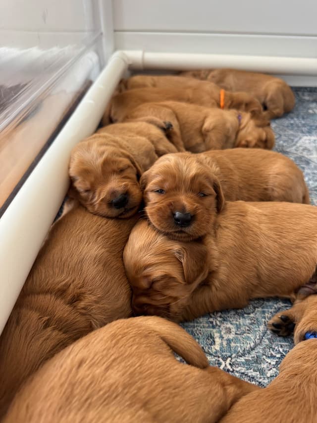 Deep Red - Golden Retriever Puppies media 11