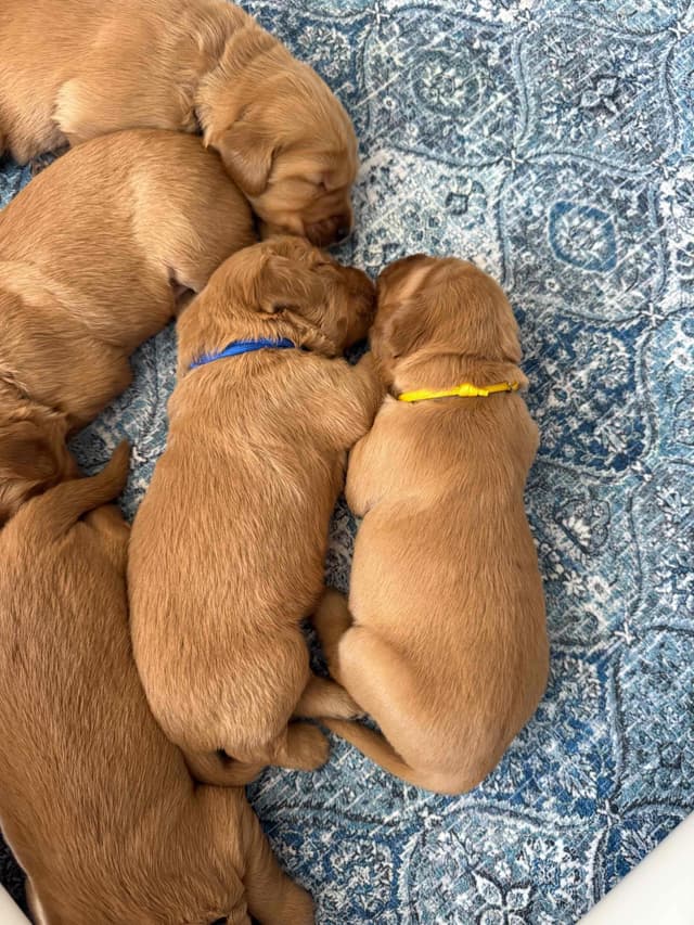 Deep Red - Golden Retriever Puppies media 10