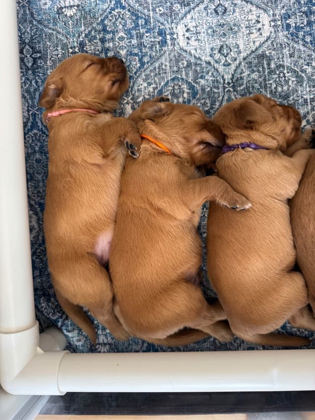 Deep Red - Golden Retriever Puppies media 12