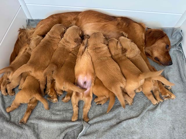 Deep Red - Golden Retriever Puppies media 18