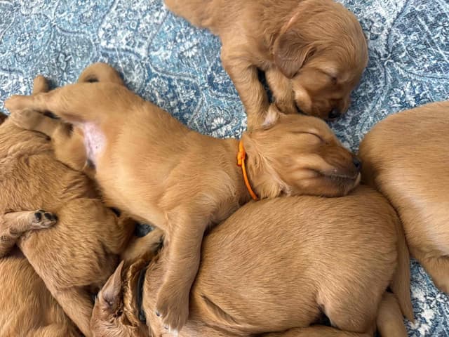 Deep Red - Golden Retriever Puppies media 19