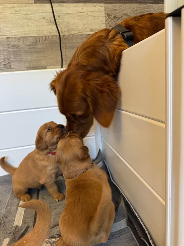 Deep Red - Golden Retriever Puppies media 25