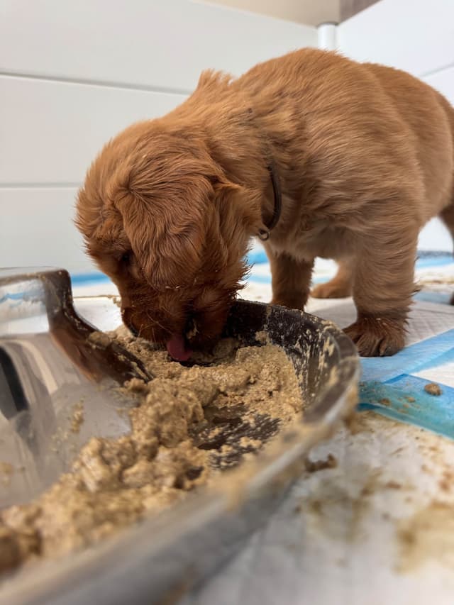 Deep Red - Golden Retriever Puppies media 27