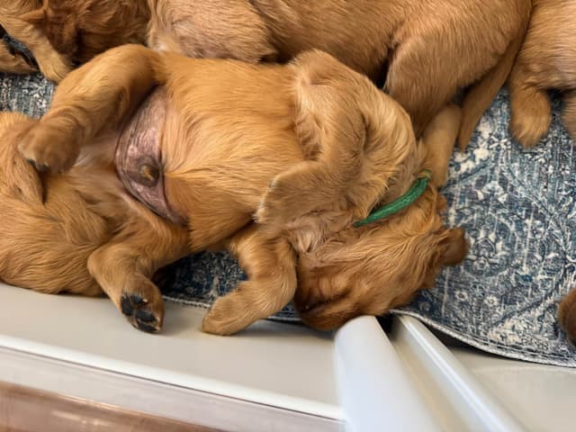 Deep Red - Golden Retriever Puppies media 21