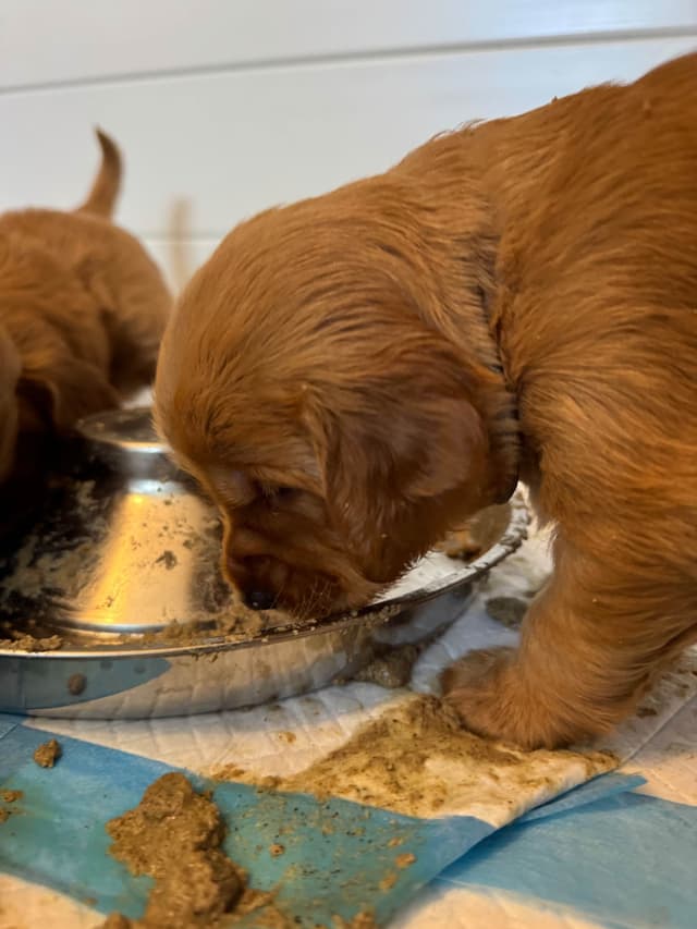 Deep Red - Golden Retriever Puppies media 24