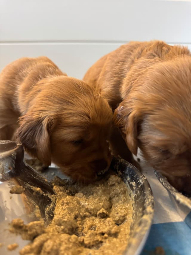 Deep Red - Golden Retriever Puppies media 26
