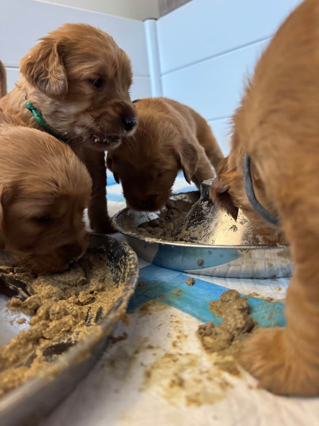 Deep Red - Golden Retriever Puppies media 23