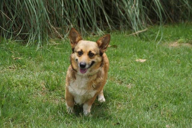 Pembroke Welsh Corgi Puppies media 6