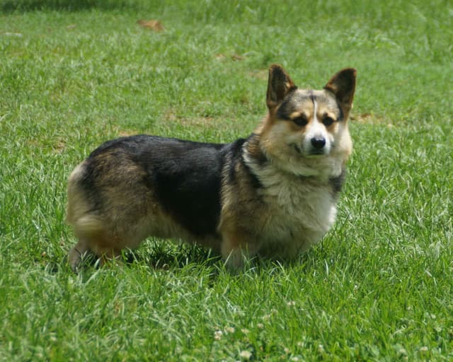 Pembroke Welsh Corgi Puppies media 5