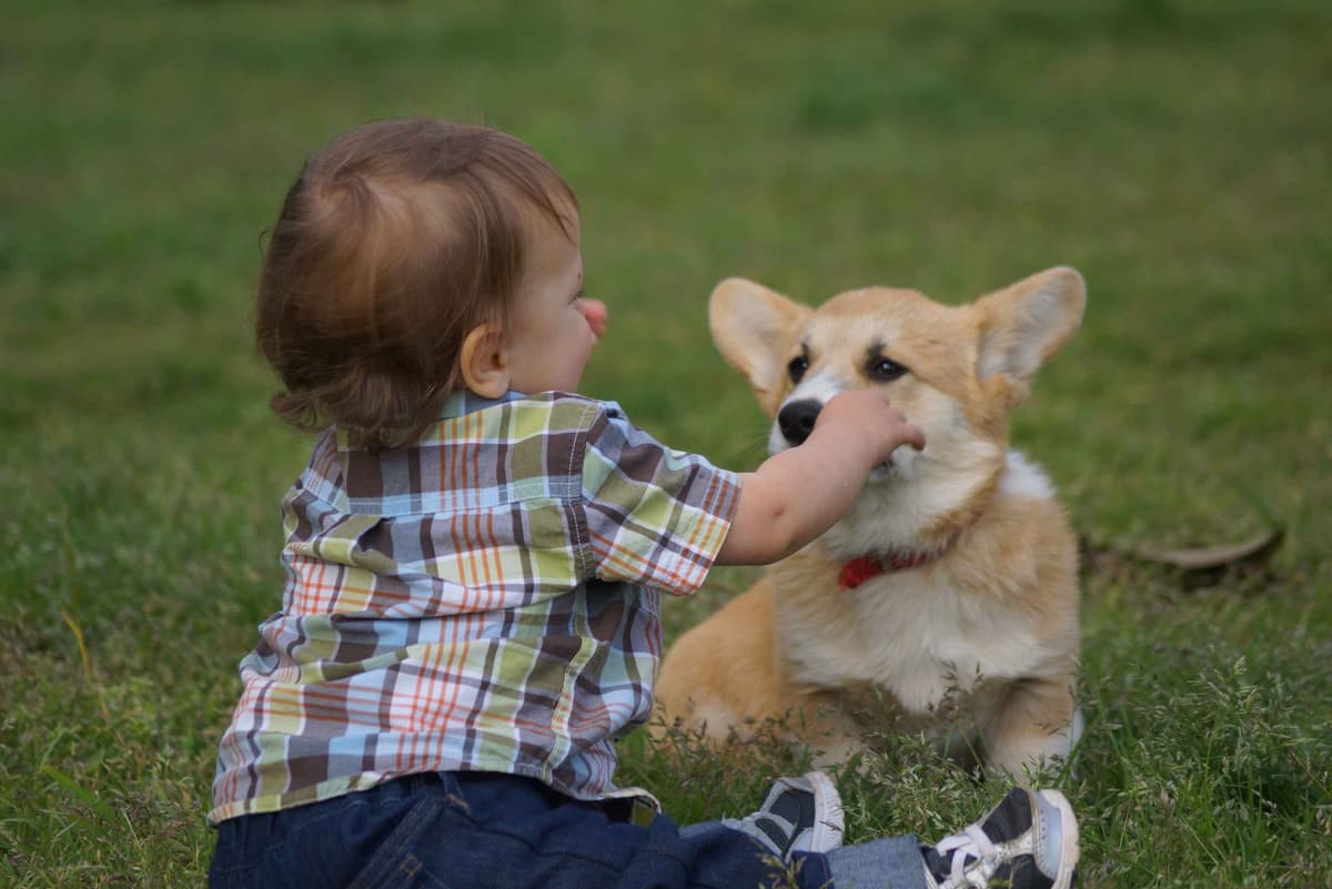 Pembroke Welsh Corgi Puppies breeder image 1