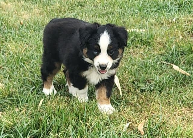 Miniature American Shepherd Puppies media 3
