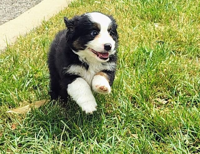Miniature American Shepherd Puppies media 4