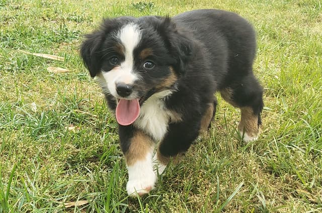 Miniature American Shepherd Puppies media 5
