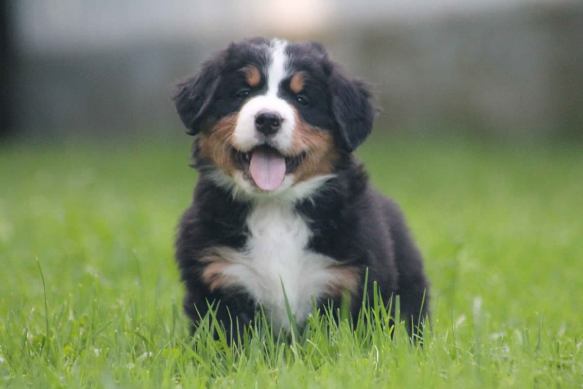 Bernese Mountain Dog Puppies breeder image 1