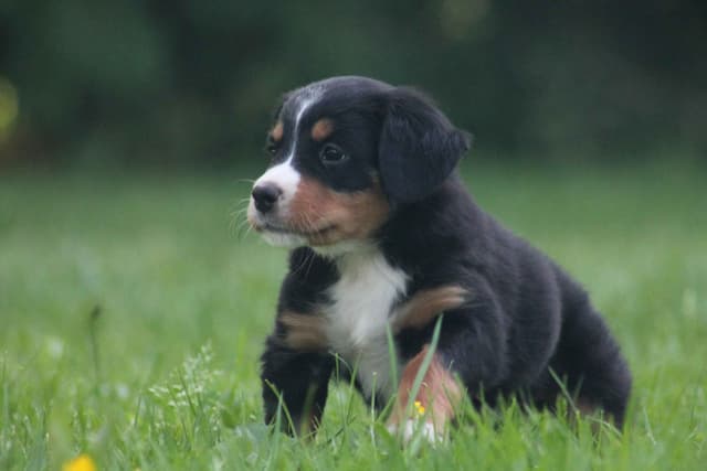 Bernese Mountain Dog Puppies media 2