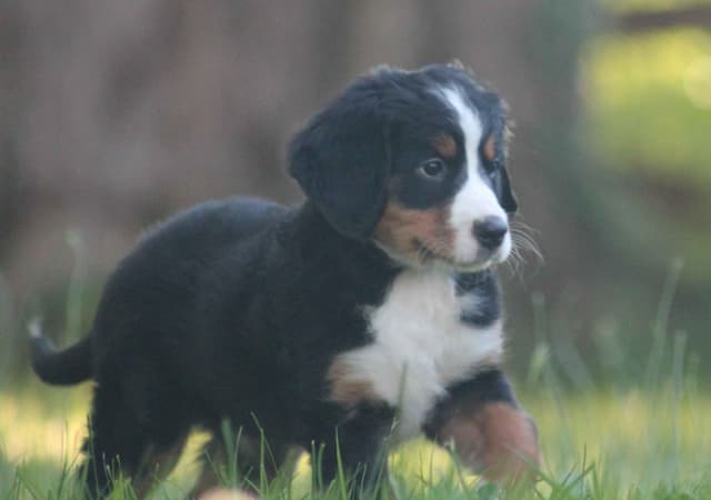 Bernese Mountain Dog Puppies media 5