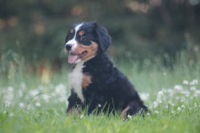 Bernese Mountain Dog Puppies media 6