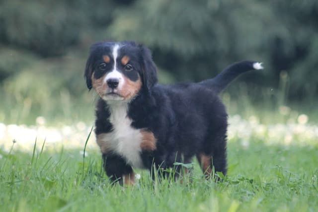 Bernese Mountain Dog Puppies media 7