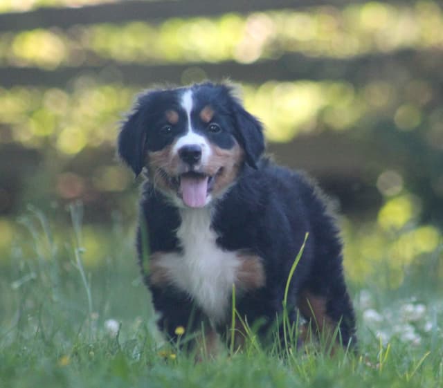 Bernese Mountain Dog Puppies media 8