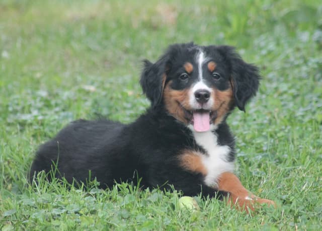 Bernese Mountain Dog Puppies media 9