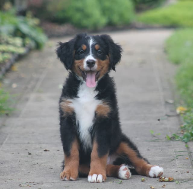 Bernese Mountain Dog Puppies media 10