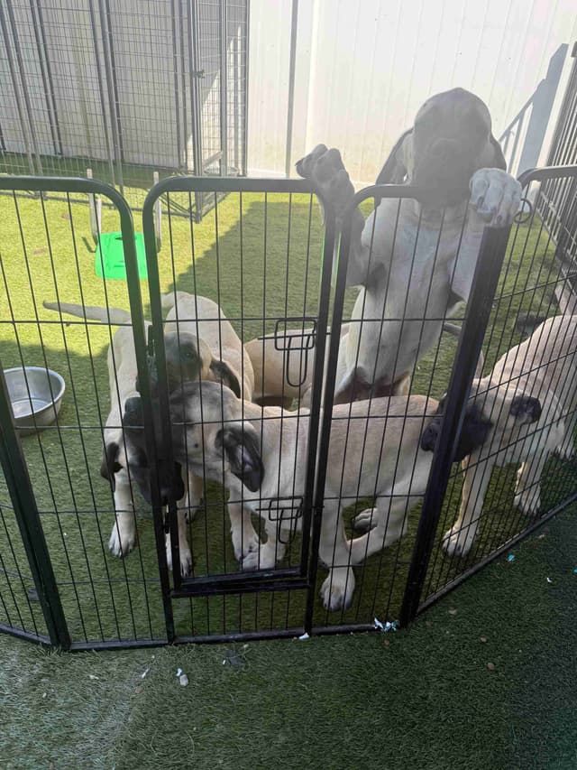 Mastiff Puppies media 3