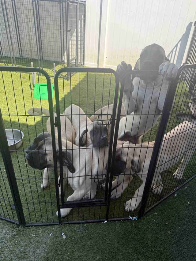 Mastiff Puppies media 4