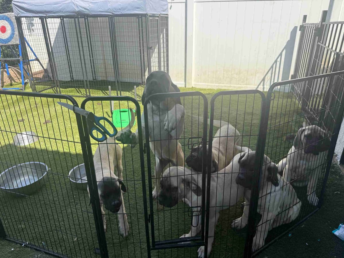 Mastiff Puppies breeder image 1