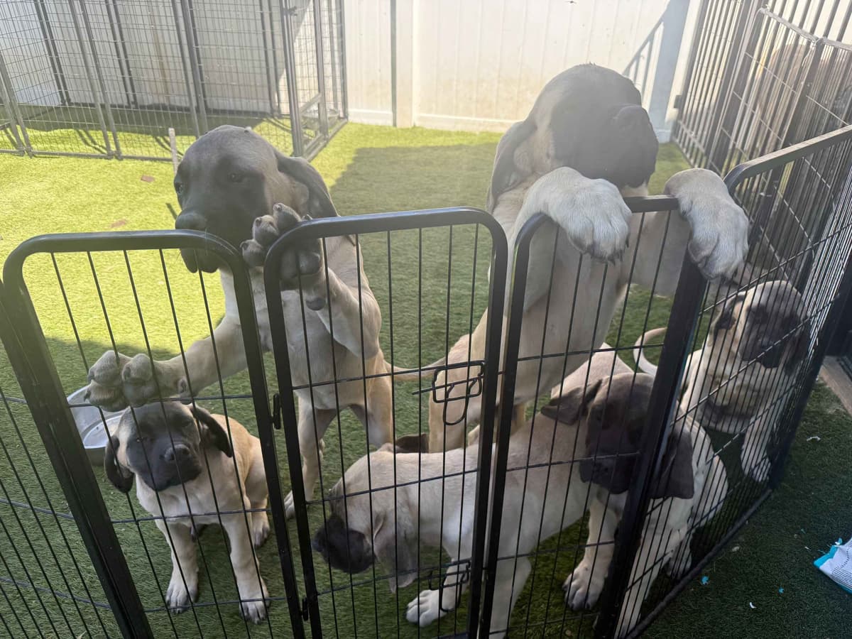 Mastiff Puppies breeder image 2