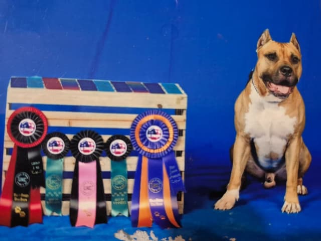 American Staffordshire Terrier Puppies media 2