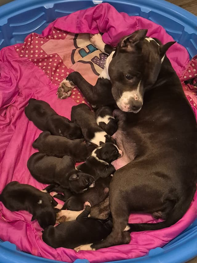 American Staffordshire Terrier Puppies media 3