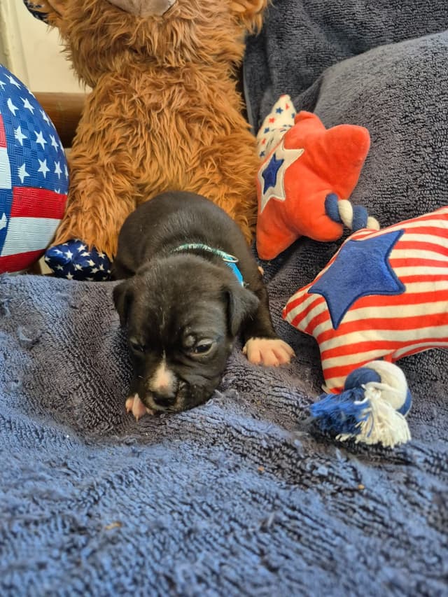 American Staffordshire Terrier Puppies media 7