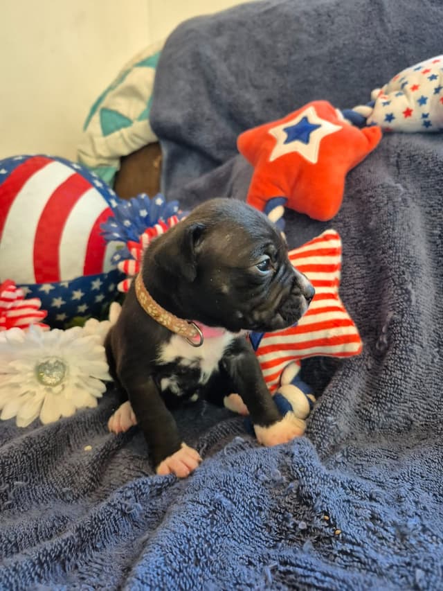 American Staffordshire Terrier Puppies media 10