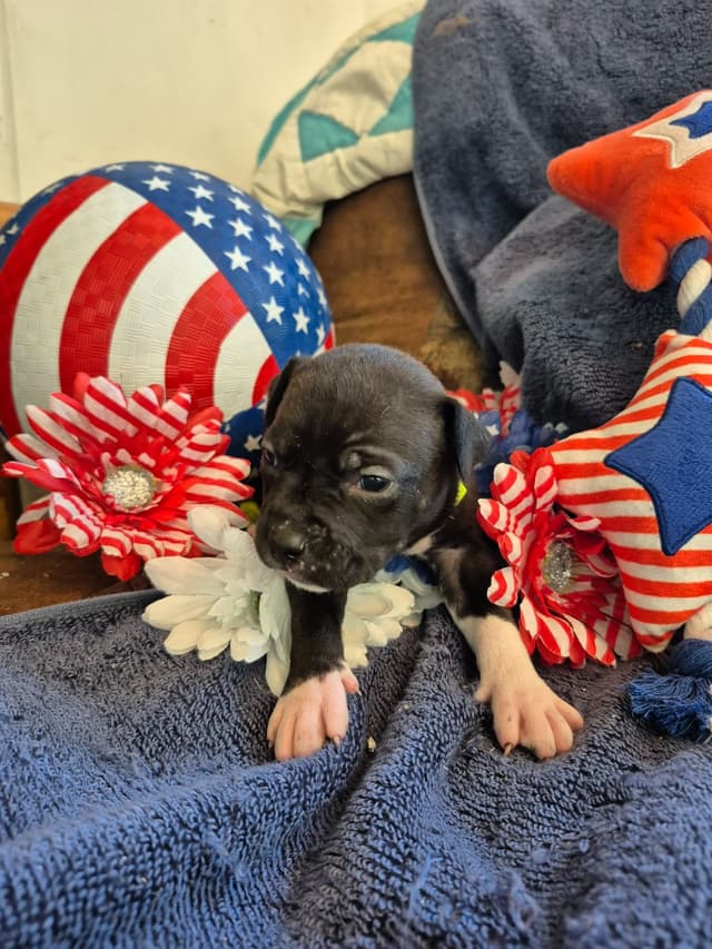 American Staffordshire Terrier Puppies media 12