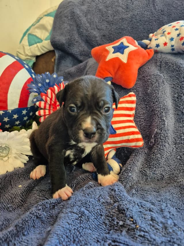 American Staffordshire Terrier Puppies media 13
