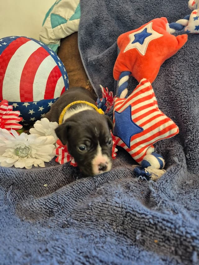 American Staffordshire Terrier Puppies media 14