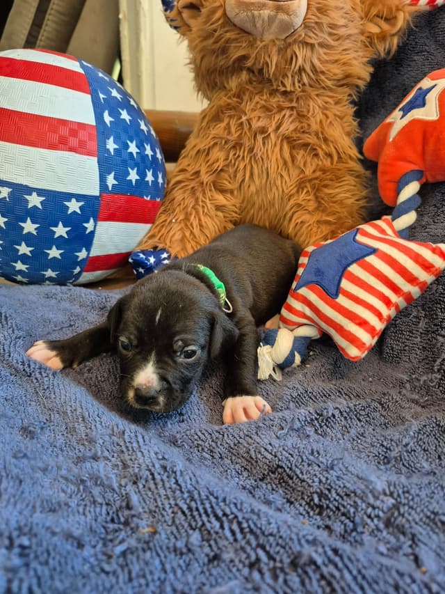 American Staffordshire Terrier Puppies media 15