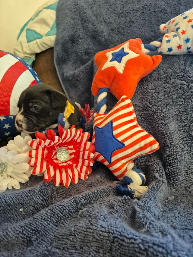 American Staffordshire Terrier Puppies media 16