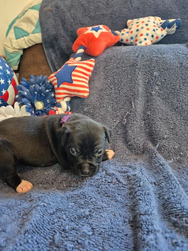 American Staffordshire Terrier Puppies media 17