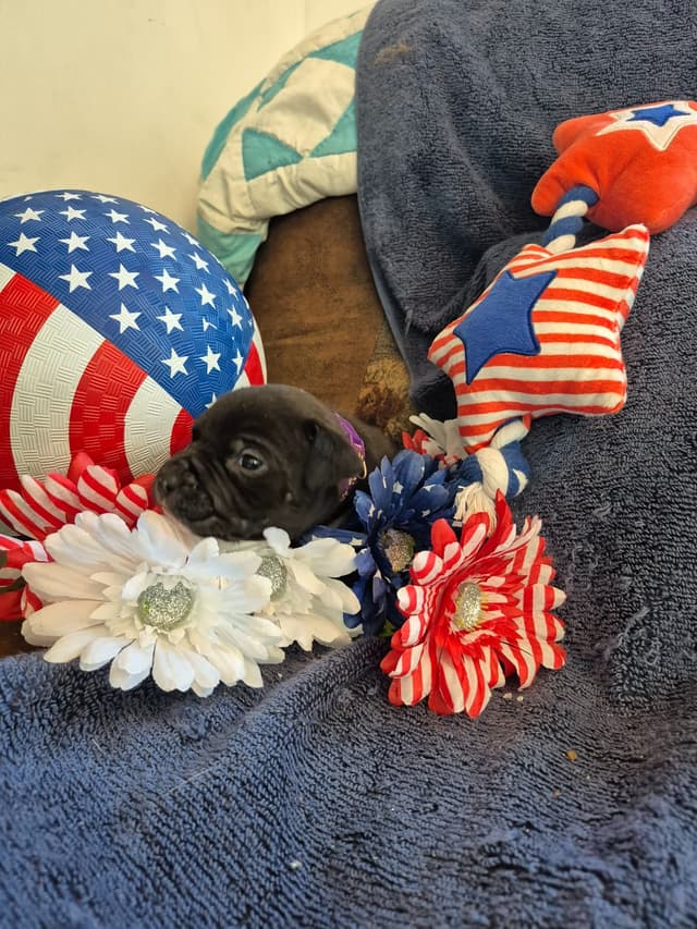 American Staffordshire Terrier Puppies media 18