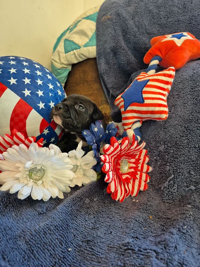 American Staffordshire Terrier Puppies media 19