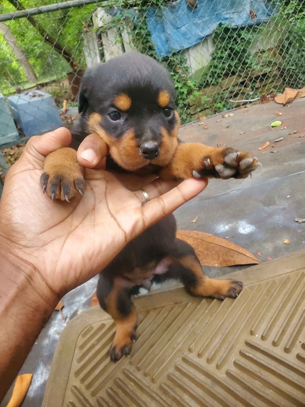 Rottweiler Puppies breeder image 1