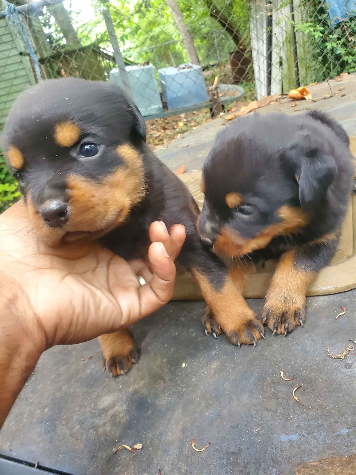 Rottweiler Puppies breeder image 2